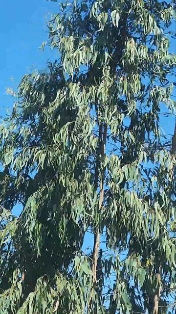 Eucalyptus #nature #trees