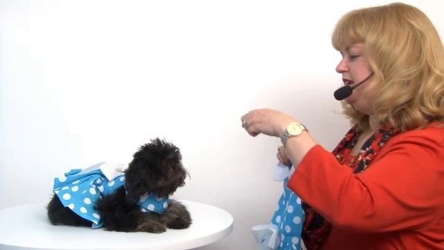 Blue Polka Dot Dog Dress with Matching Leash смотреть онлайн