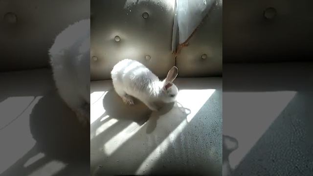 Мой кролик всегда бешеный под песню озорства приколы с кроликом смотреть онлайн