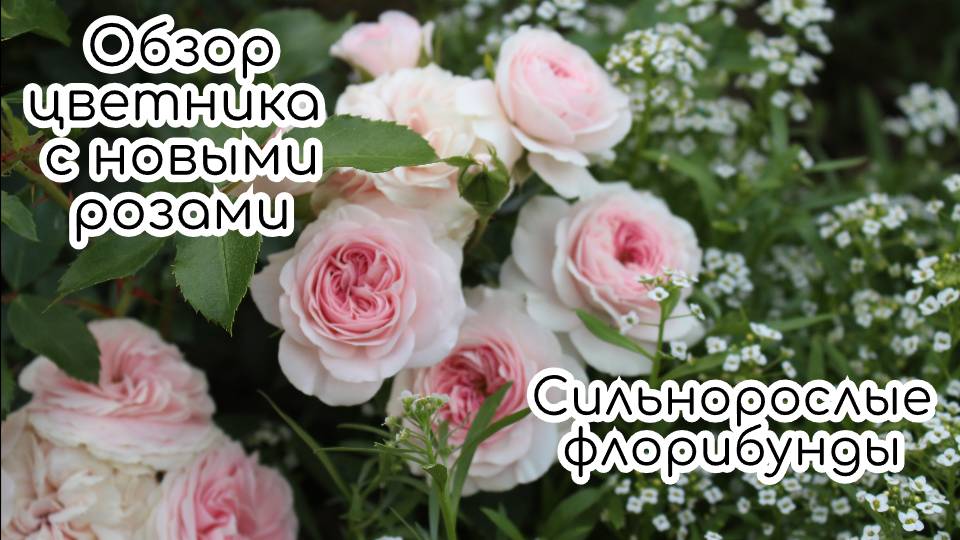Подвязала флорибунды к опорам. Красочный цветник с обильноцветущими розами смотреть онлайн
