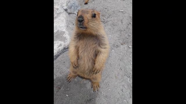Гималайские мармоты смотреть онлайн
