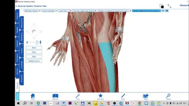 Заболело колено