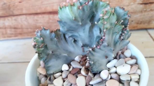 The beauty of Euphorbia Lactea Cristata | Coral Cactus смотреть онлайн