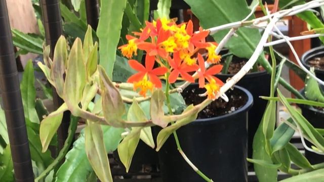 EPIDENDRUM ORCHID смотреть онлайн