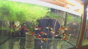 Убрал Гуппи с нерестовиков, буду садить на сетку. Эхинодорусы пустили стрелы. Будни Аквариумиста.