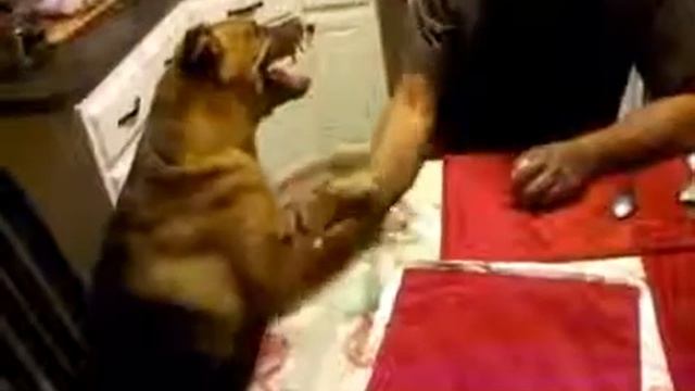 Армрестлинг со злой собакой смотреть онлайн