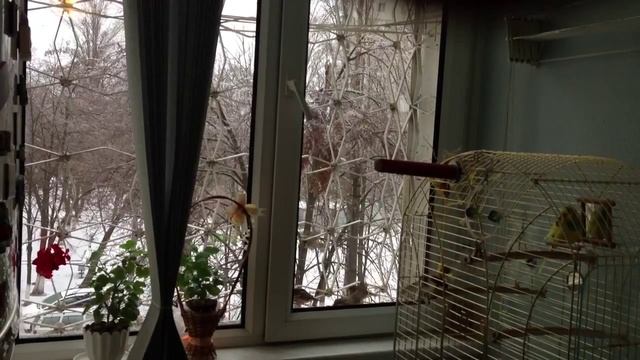 Не дадим им погибнуть! (Моня за кадром) - (37) смотреть онлайн