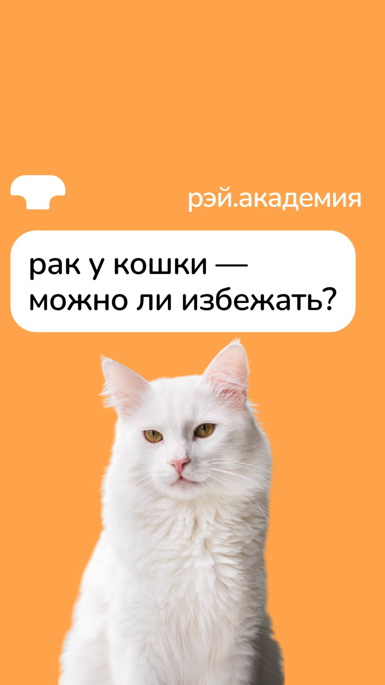 Как вирус лейкоза связан с раком у кошек? смотреть онлайн
