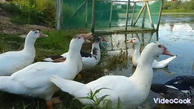 развитие уток с начала вылупления 🦆