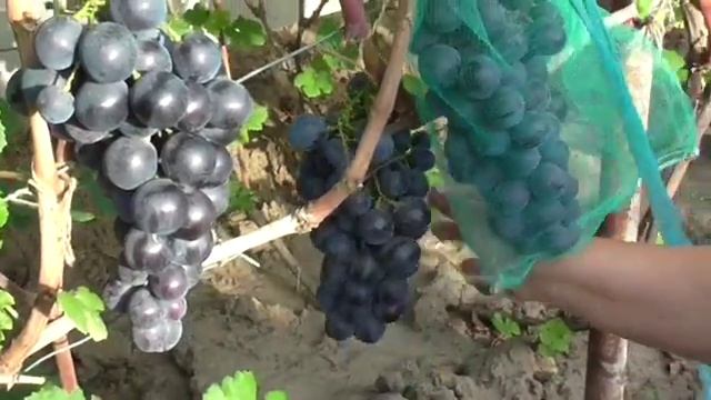 виноградник Карпова и Рубель 2015г.