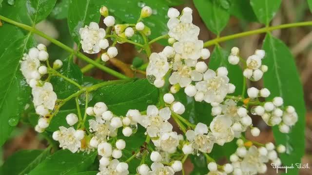 Песни для души. Красивая природа. Плакала рябина. Анатолий Кашка смотреть онлайн