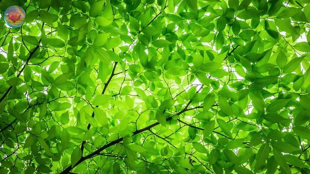 Beautiful music for sleep / relax music (No AI) смотреть онлайн