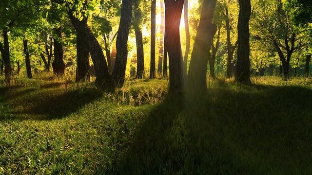 Forest Scene - Aneesh | Blender 2.8 смотреть онлайн