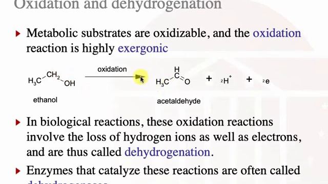 BME2140 Glycolysislecture смотреть онлайн
