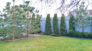 Весенние работы в саду. Обрезка и формирование хвойных растений