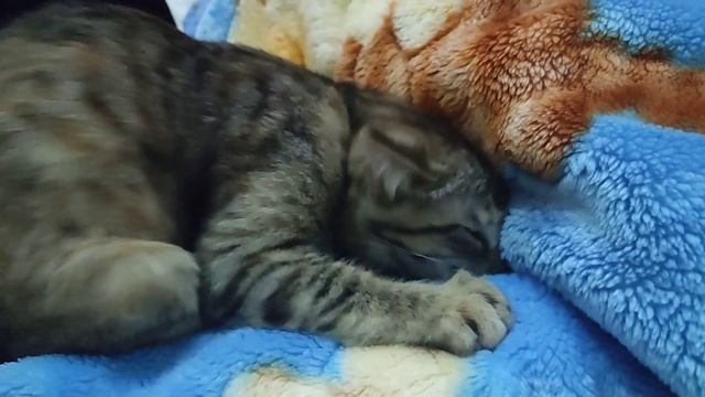 Кая любит одеяло 2😂 #cat #Kaya смотреть онлайн