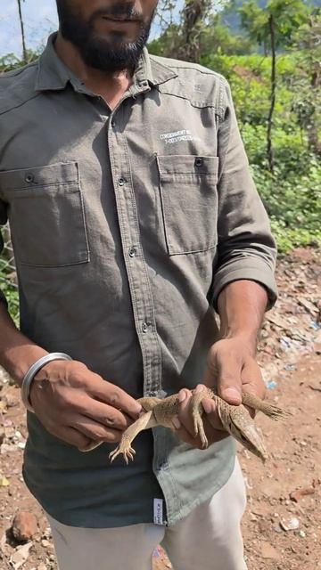 Monitor Lizard