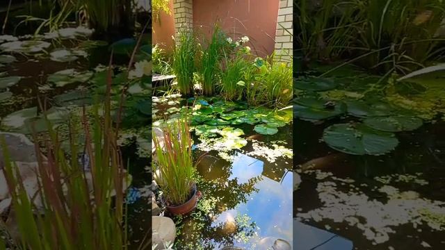 ПРУД НА УЧАСТКЕ, ЛЮБИМОЕ МЕСТО ДЛЯ ВСЕХ.. смотреть онлайн