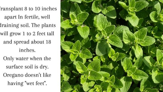 How to Grow Oregano from Seed! смотреть онлайн