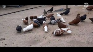 Николаевские голуби
