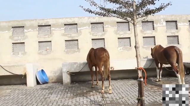 WW Tent pegging Form house. смотреть онлайн