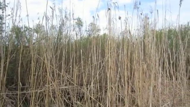 завораживающее пение лягушек смотреть онлайн