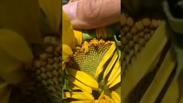 Nuseed U.S. & Canada - Red Seed Weevil Pre Sunflower Bloom