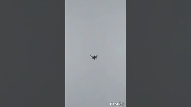 Николаевские голуби в Сибири.21.12.2022 смотреть онлайн