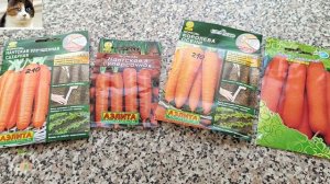 Лучшие сорта моркови для открытого грунта и для длительного хранения