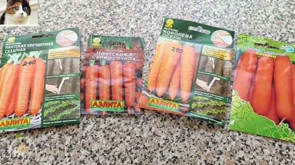 Лучшие сорта моркови для открытого грунта и для длительного хранения