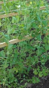 Как легко подвязать горох смотреть онлайн