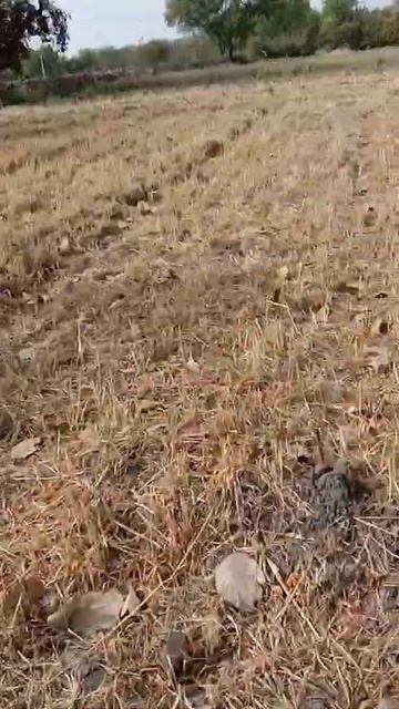 onion 🧅 смотреть онлайн