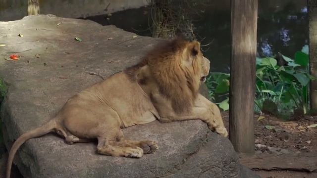 Красиво видео про Льва и львицы смотреть онлайн