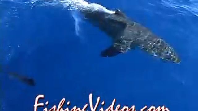 WHITE SHARKS & Tuna: Guadalupe Island смотреть онлайн