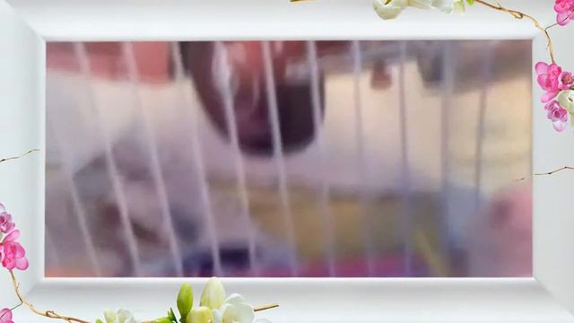 Мой хомячок Шуня!!! смотреть онлайн