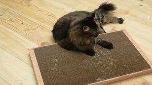 Фрося и новая когтеточка