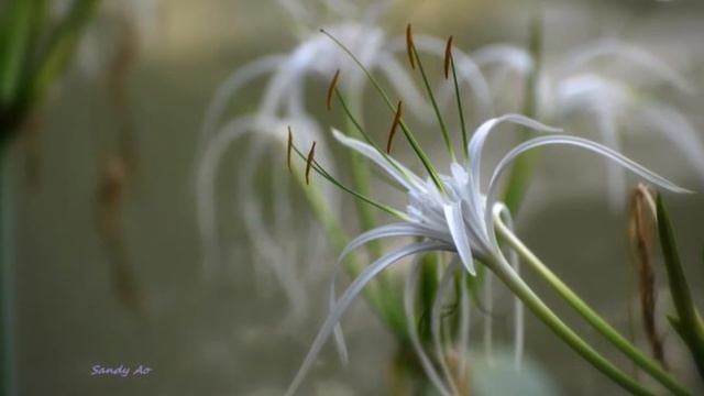 Spider lilies photographed by Sandy Ao смотреть онлайн