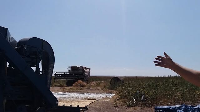 Сбор поля KAZHEMP в КАЗАХСТАНЕ смотреть онлайн