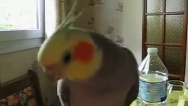 Ibis chante! смотреть онлайн