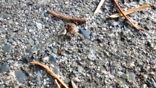 Myrmica sp. Queen and Male mating, early Sept. смотреть онлайн