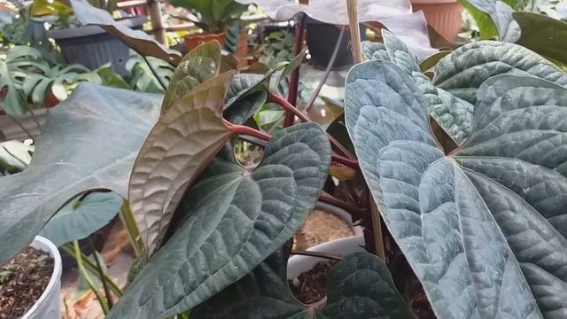 NAIK DAUN ANTHURIUM SIRIH ..TANAMAN PREMIUM HARGA 1 DAUN BISA RATUSAN RIBU смотреть онлайн