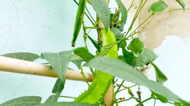 Very delicious to eat, easy to grow and a lot of fruit, grow dragon beans at home смотреть онлайн