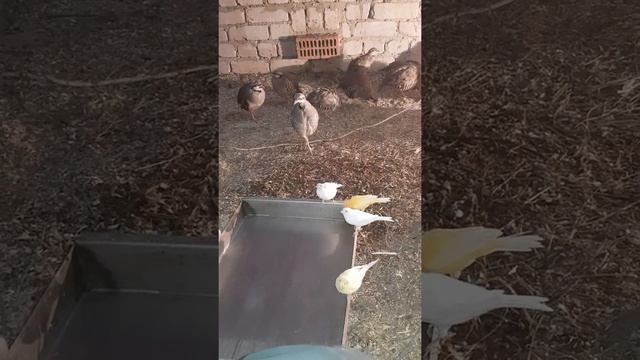 Кеклики молодые сыновья голошейи