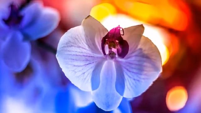 Orchid смотреть онлайн