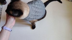 Как одеть на кота одежду