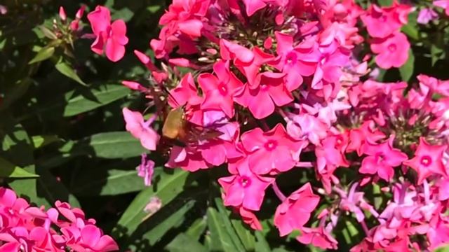 Berloga in July 2017 смотреть онлайн