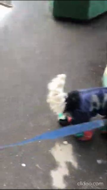 Американский кокер комбинезон ДПС, шапка и ботинки