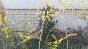 Кизил Семен.Вегетативные и привитые саженцы.Технология их выращивания.