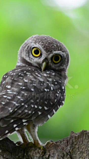 Great Horned Owl#shorts #birds