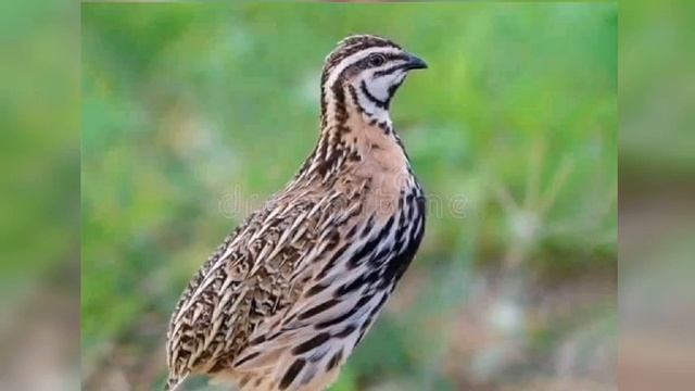 batair ki awaz suba ke liye quail sound morning hunting  گندم کی بٹیروں کے لئے زبردست آواز